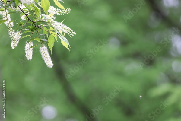 Fototapeta 満開のウワミズザクラ