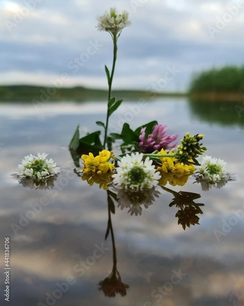 Fototapeta flowers in the water