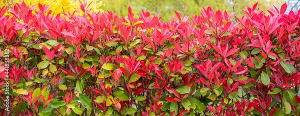Obraz Nature as texture. Fence of red leaves. Panoramic view.
