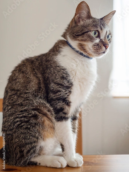 Fototapeta テーブルの上の猫