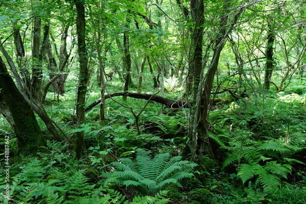 Obraz a refreshing spring forest in the sunlight