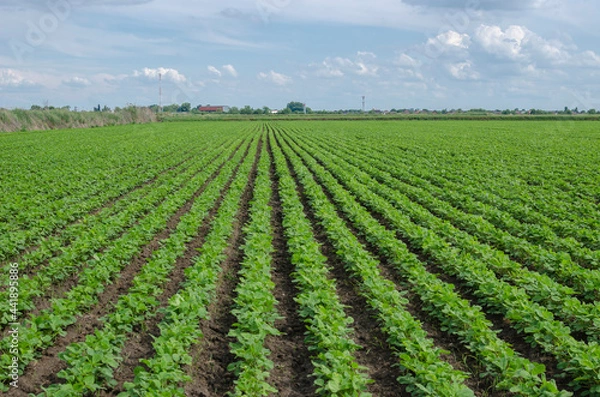 Obraz Green bushes of legumes planted in even rows.