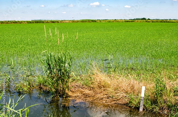 Obraz Growing rice. Dense green sprouts of rice on a field with water.