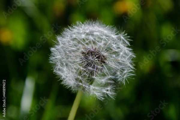 Obraz Dandelion on green background