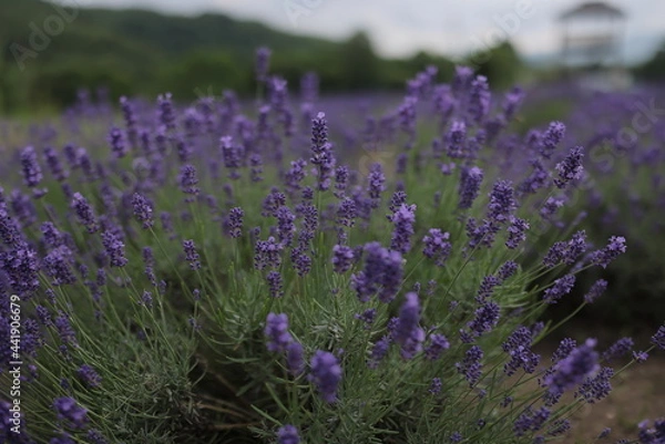 Obraz ラベンダー