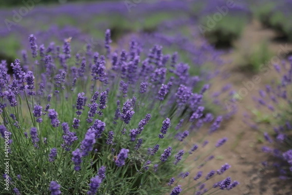 Obraz ラベンダー