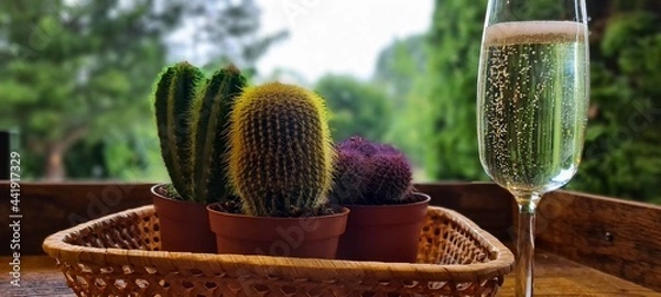 Obraz cactus in a pot