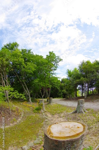 Obraz 大きな木の伐採あとの切り株