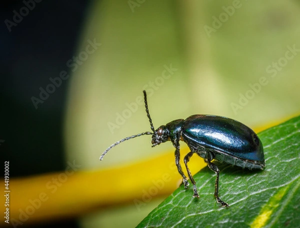 Fototapeta Alder leaf beetle, Agelastica alni. Alder leaf beetle standing on a leaf.