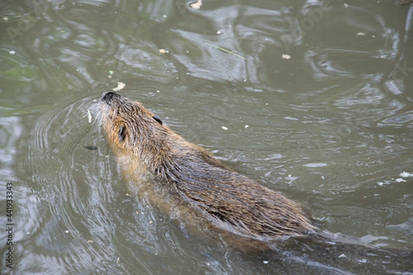 Obraz Biberratte im Wasser