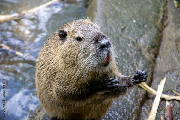 Obraz Biberratte im Wasser