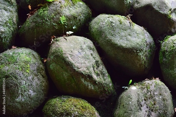 Obraz moss on the rocks