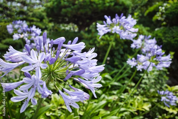 Obraz 初夏に咲く青い花アガパンサス