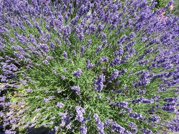 Obraz Lavendel Blumen