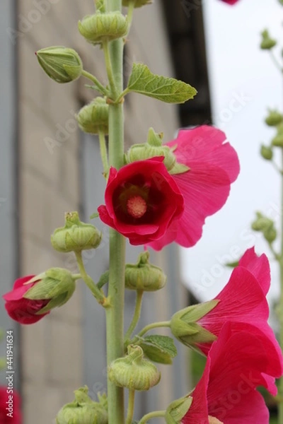 Fototapeta 무궁화