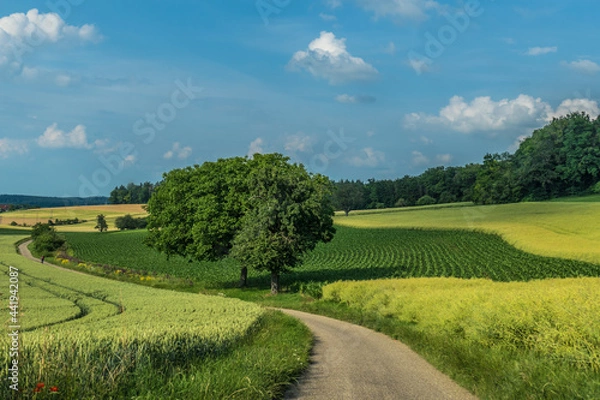 Obraz Ackerbau in hügelliger Landschaft