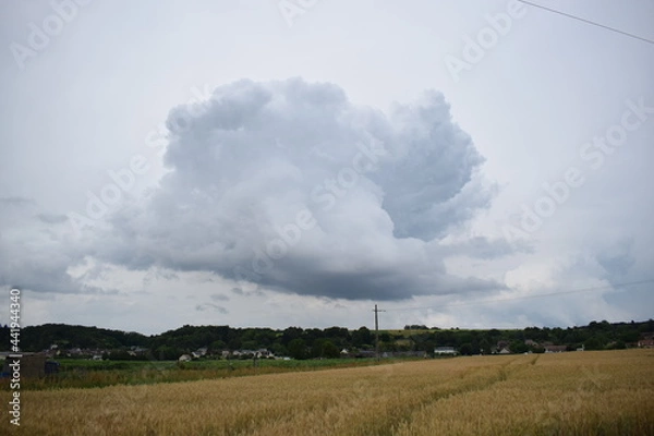 Fototapeta Ciel menaçant au dessus d'un champ