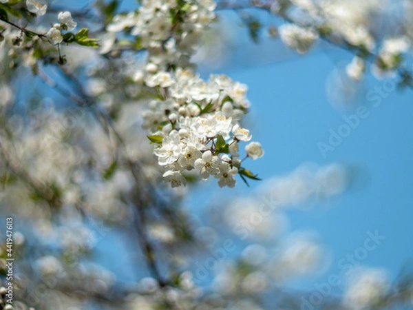 Fototapeta white cherry blossom