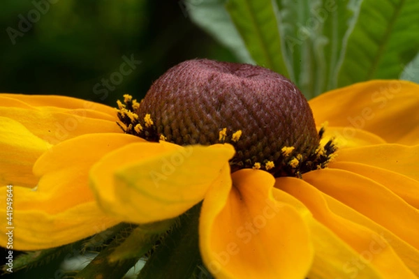 Obraz ルドベキア