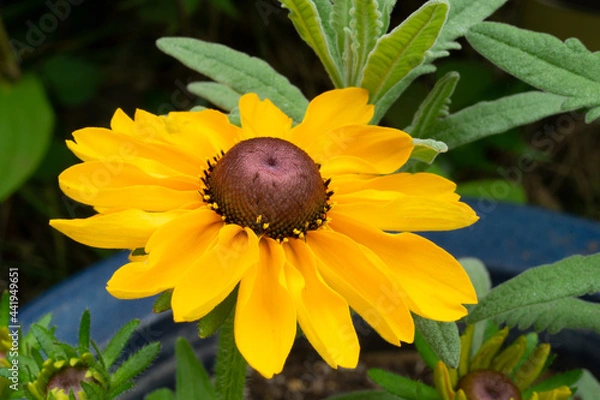 Obraz ルドベキア