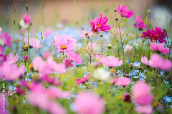 Obraz コスモスとネモフィラ