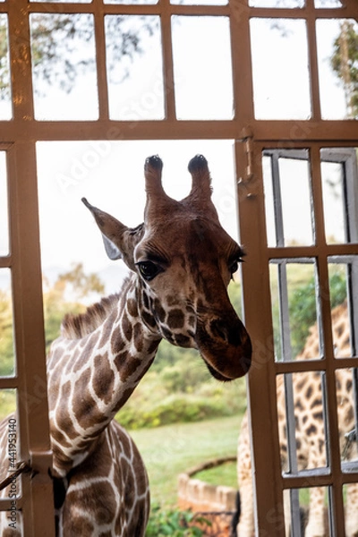 Obraz giraffes near people's dwellings look into the windows