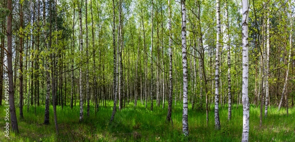 Obraz Beautiful birch forest panorama, meadow and road