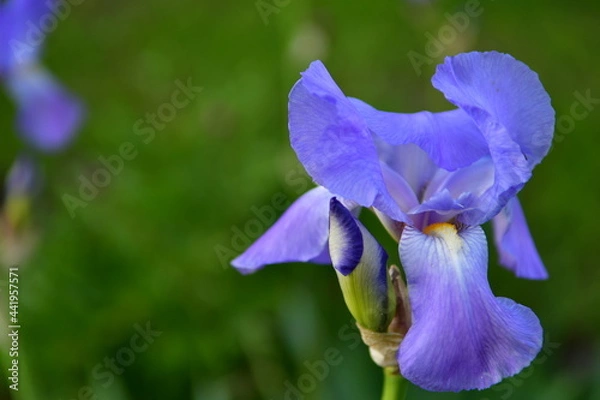 Obraz blue iris flower in spring