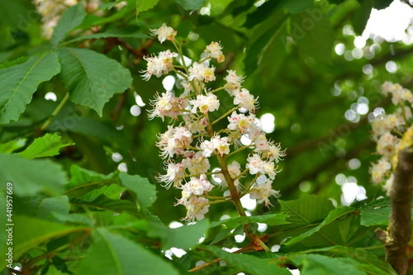 Obraz horse chestnut