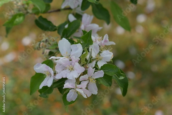 Obraz tree blossom