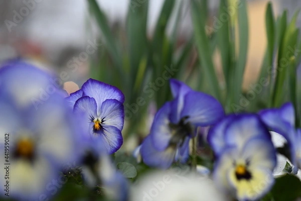 Obraz blue pansies