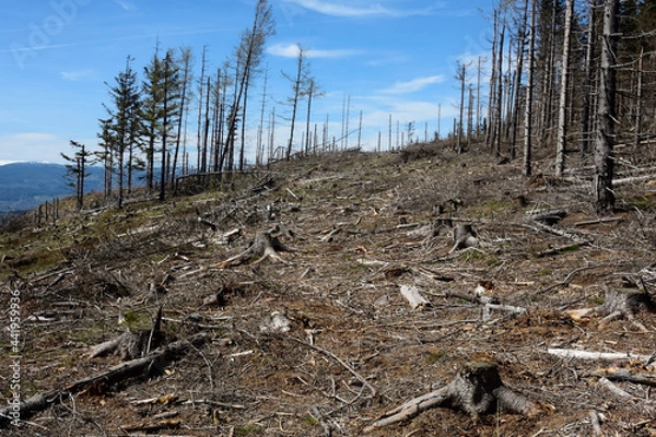 Obraz Wycięte drzewa