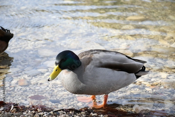 Obraz duck in the water