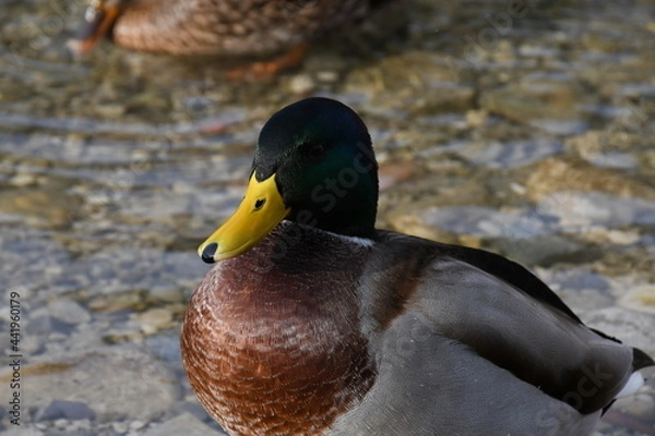 Obraz duck on the water