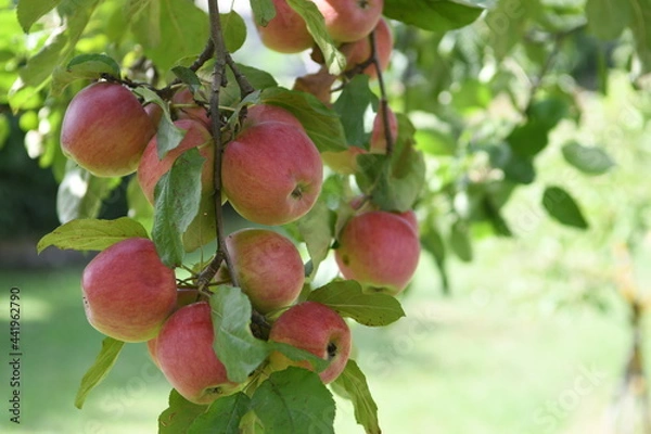 Obraz apples on a tree