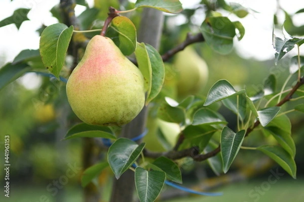Obraz pear on tree