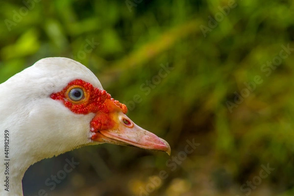 Obraz close up of a goose