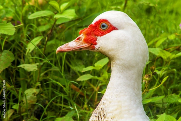 Obraz white goose on grass