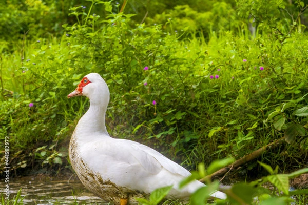 Obraz female white duck