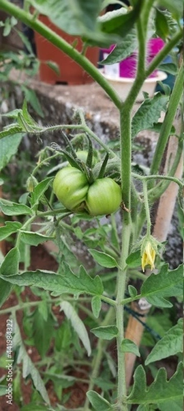 Obraz beans in the garden