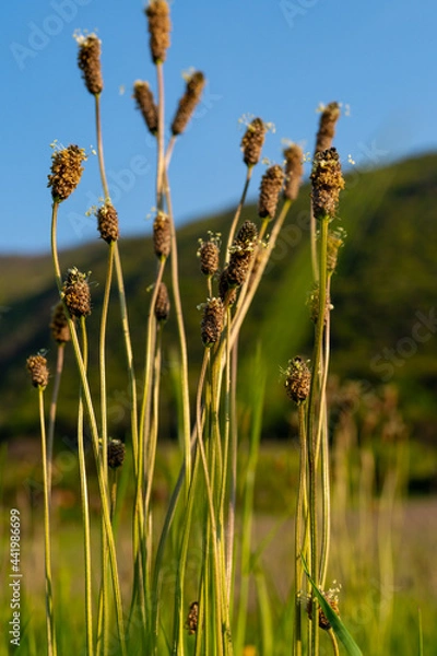 Fototapeta Spikes of field flowers growing on background of blue sky and mountains, amazing vintage field meadow with wild plants and flowers. Retro natural backgrounds concept