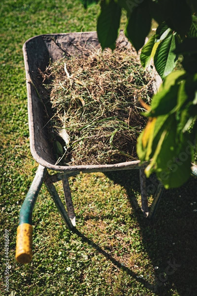 Fototapeta Blurred metal wheelbarrow with cut dry grass and tree branches in the garden. Cleaning and garden maintenance in springtime