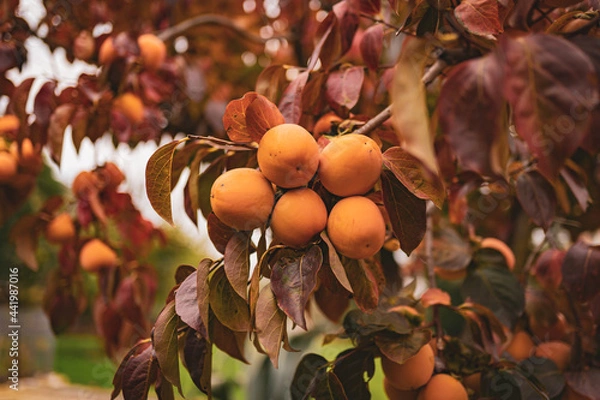 Fototapeta Exotic ripe persimmon fruits on tropical plantations, close-up of orange persimmon fruits on autumn tree branches