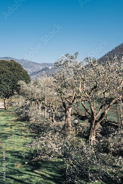 Fototapeta A row of olive trees on farming plantation with cut dry branches on the ground around. Pruning olive tree branches in springtime, mediterranean culture
