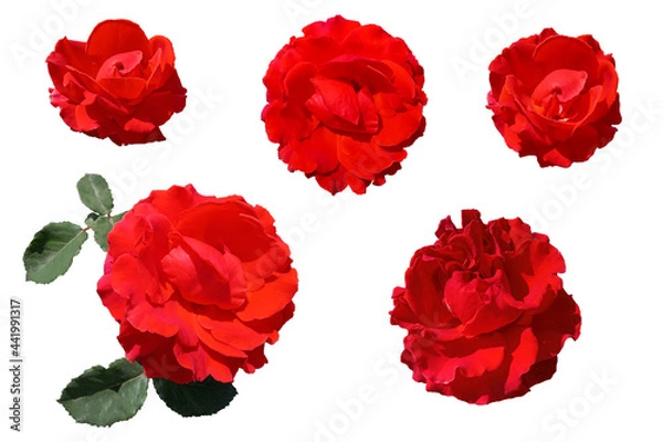 Fototapeta Set of isolated red roses on a white background.