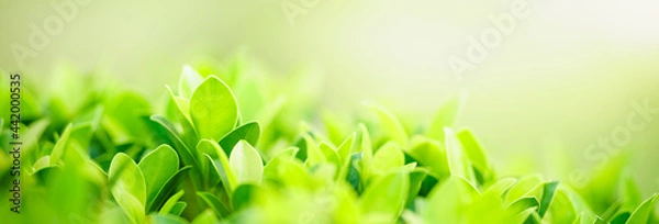 Obraz Closeup of beautiful nature view green leaf on blurred greenery background in garden with copy space using as background cover page concept.
