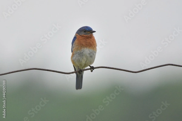 Obraz Bluebird on a wire