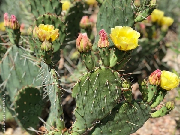 Obraz Beautiful cactus with flowers in summer season in Colorado.