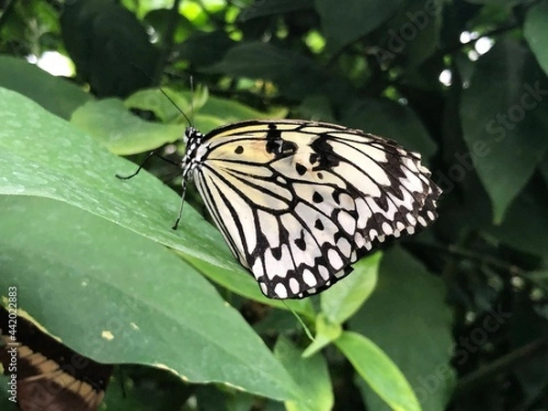 Obraz Awesome Butterflies inside tropical climate in butterfly pavillion.