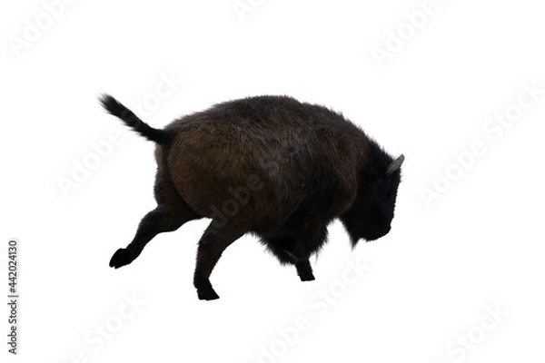 Fototapeta American bison, different poses isolated on a white background. 3D figure clip art as a template for collage. 3D rendering, 3D illustration.